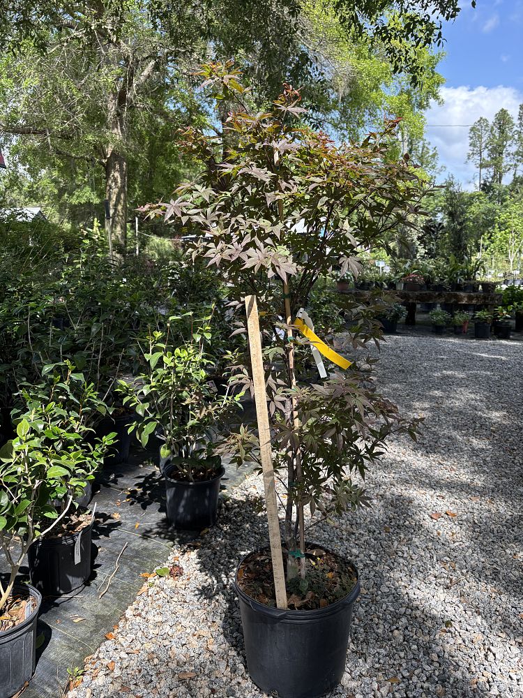 acer-palmatum-emperor-i-japanese-maple-wolff