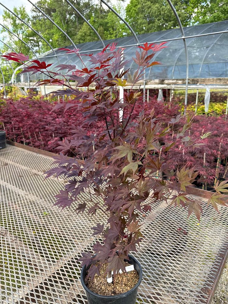 acer-palmatum-fireglow-japanese-maple