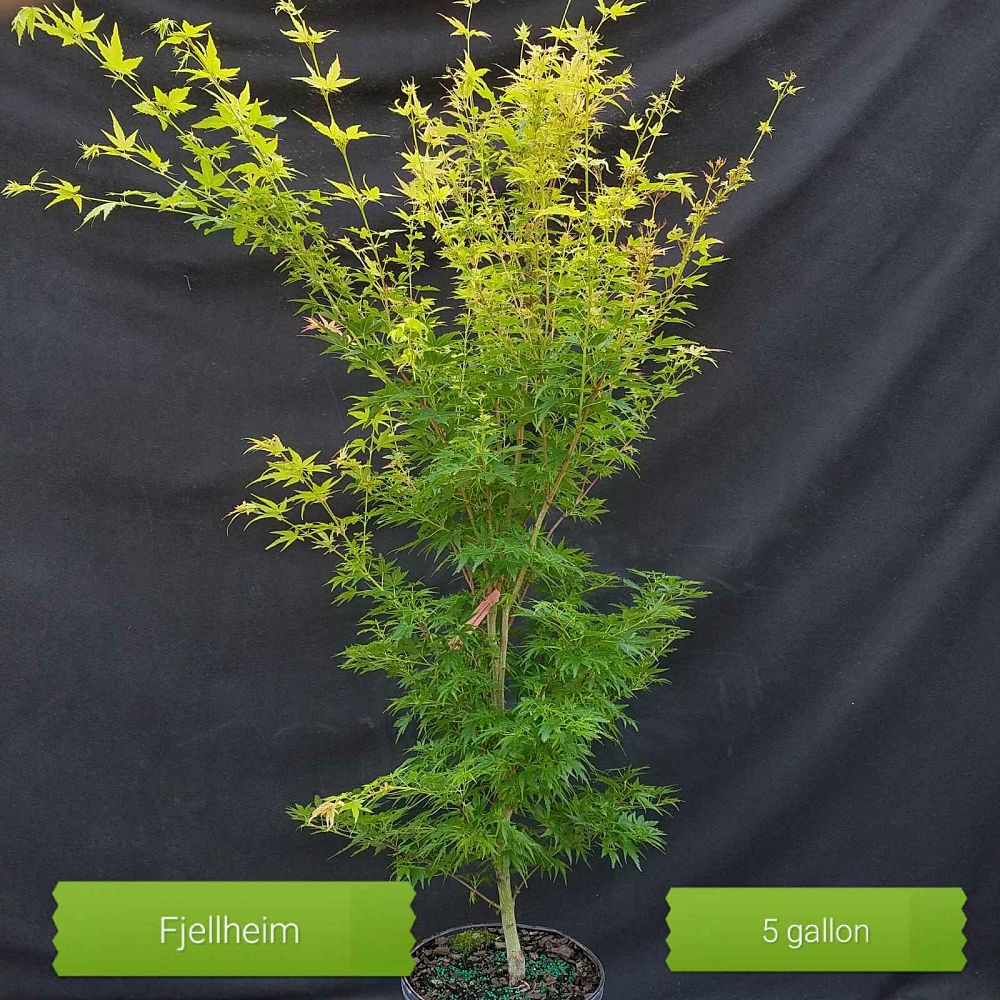 acer-palmatum-fjellhiem-japanese-maple