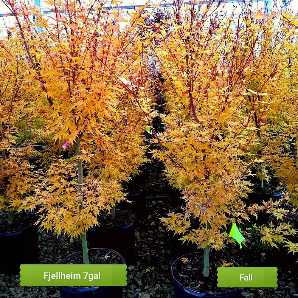 acer-palmatum-fjellhiem-japanese-maple
