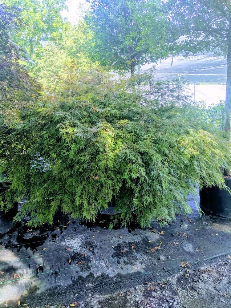 acer-palmatum-garnet-japanese-maple