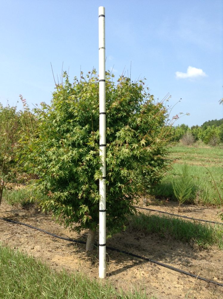 acer-palmatum-green-japanese-maple