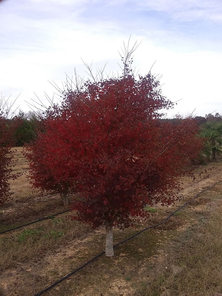 acer-palmatum-green-japanese-maple