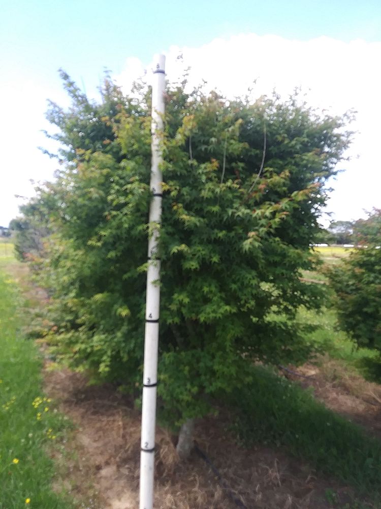 acer-palmatum-green-japanese-maple