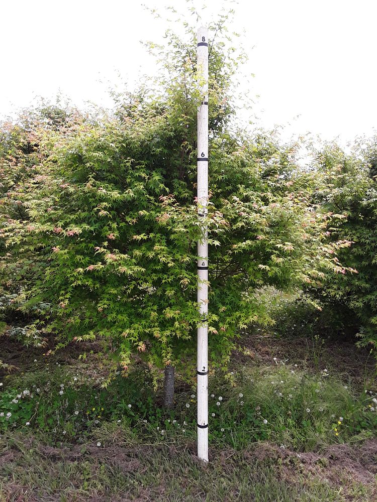 acer-palmatum-green-japanese-maple