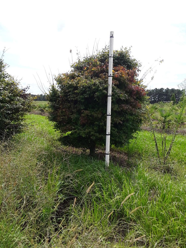 acer-palmatum-green-japanese-maple