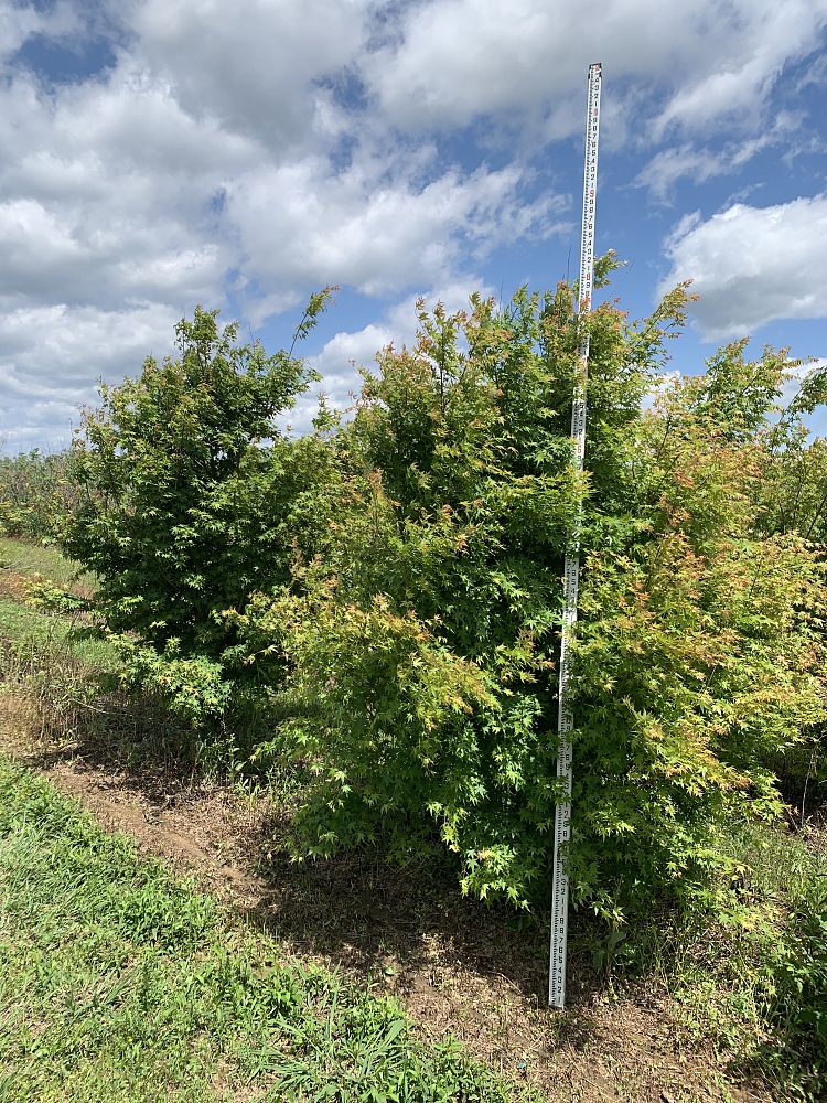 acer-palmatum-green-japanese-maple