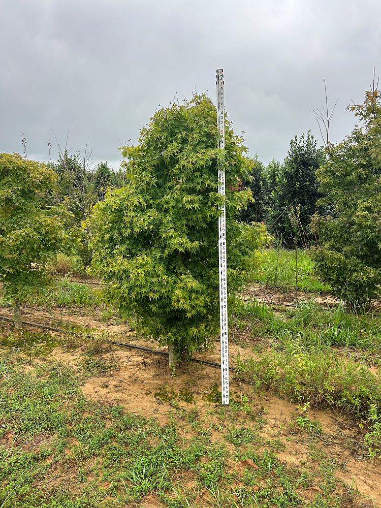 acer-palmatum-green-japanese-maple