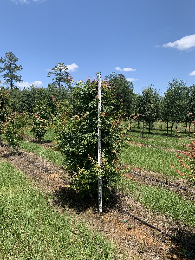 acer-palmatum-green-japanese-maple