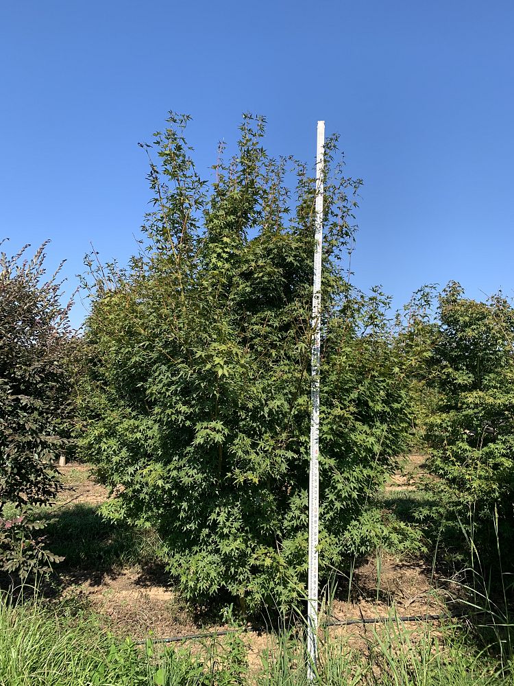 acer-palmatum-green-japanese-maple