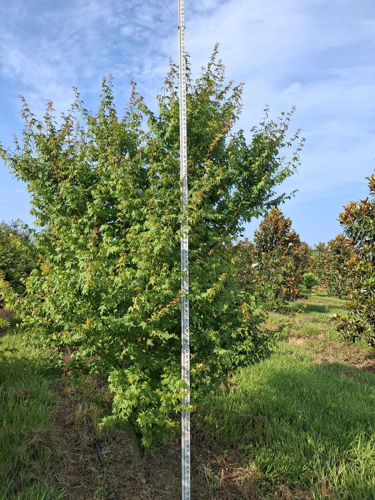acer-palmatum-green-japanese-maple