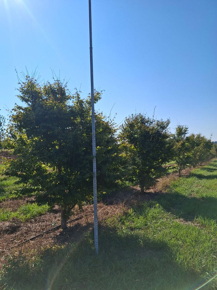 acer-palmatum-green-japanese-maple