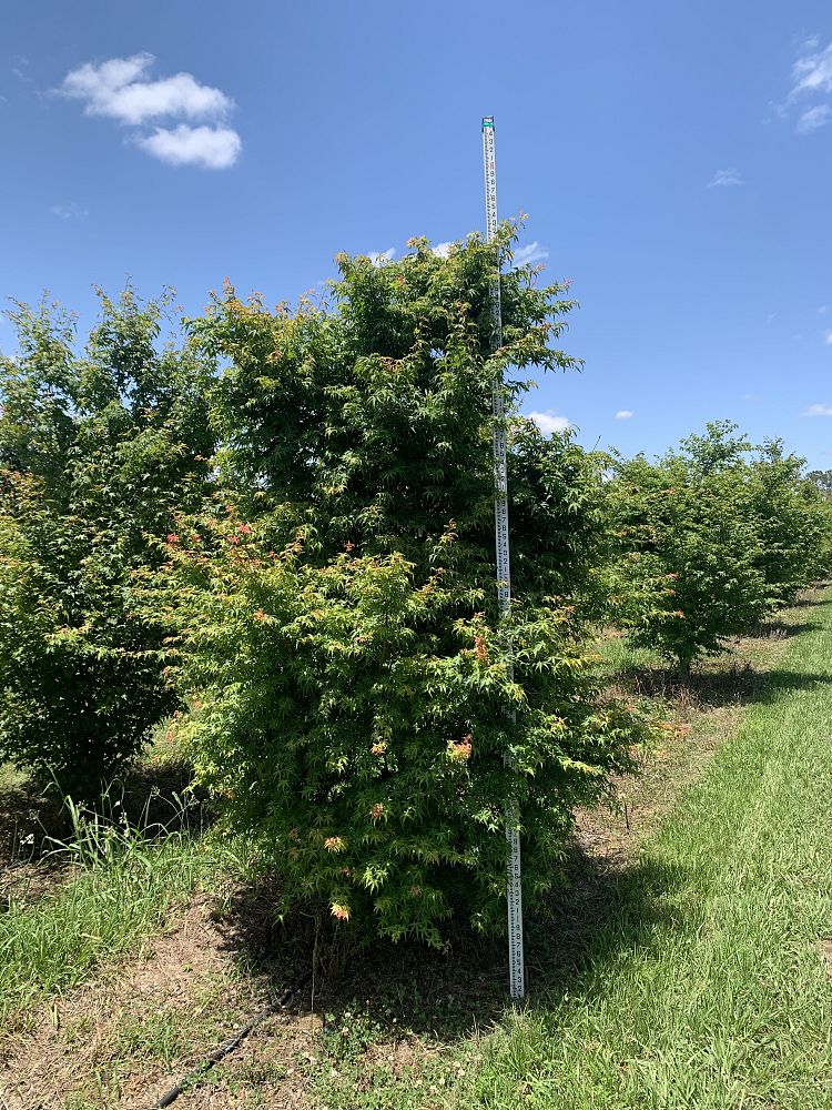 acer-palmatum-green-japanese-maple