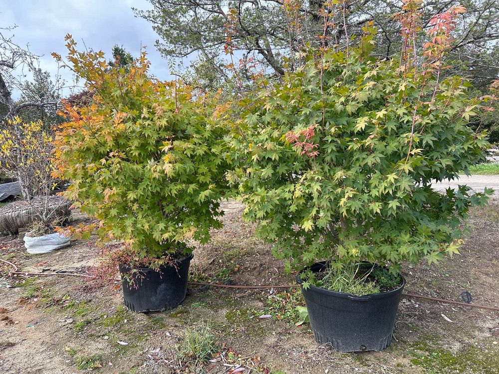 acer-palmatum-green-star-japanese-maple