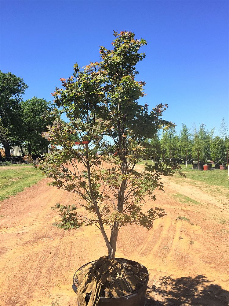 acer-palmatum-hefner-s-red-japanese-maple