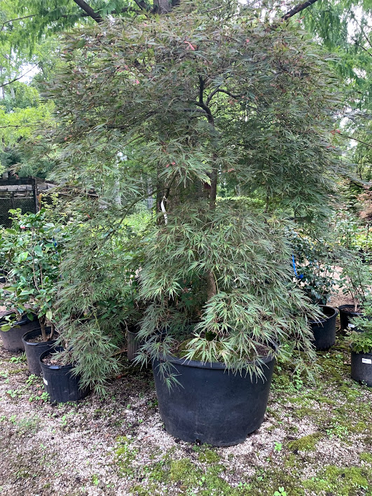 acer-palmatum-inaba-shidare-threadleaf-japanese-maple-cutleaf-japanese-maple