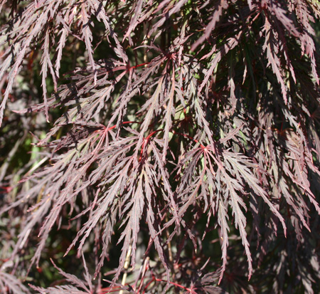 acer-palmatum-inaba-shidare-threadleaf-japanese-maple-cutleaf-japanese-maple