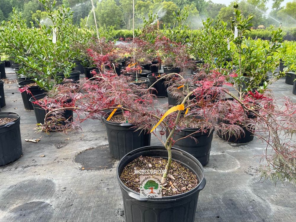 Rhodes Nursery