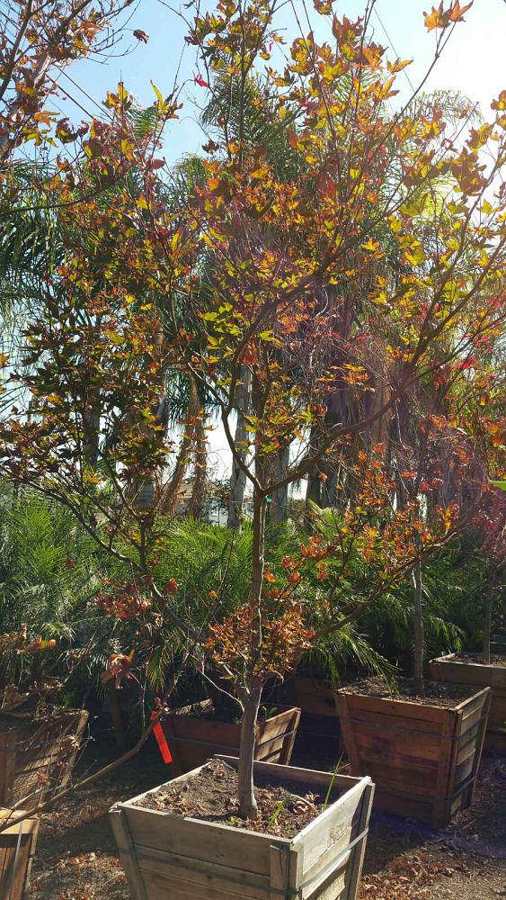 acer-palmatum-japanese-maple