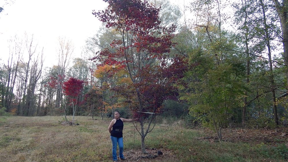 acer-palmatum-japanese-maple