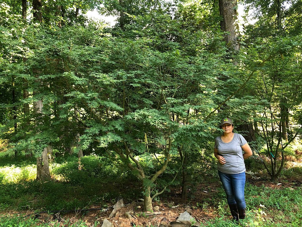 acer-palmatum-japanese-maple