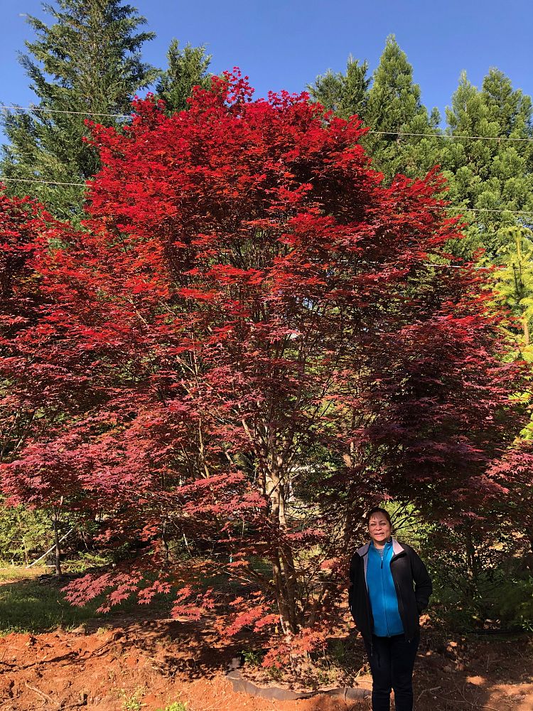 acer-palmatum-japanese-maple