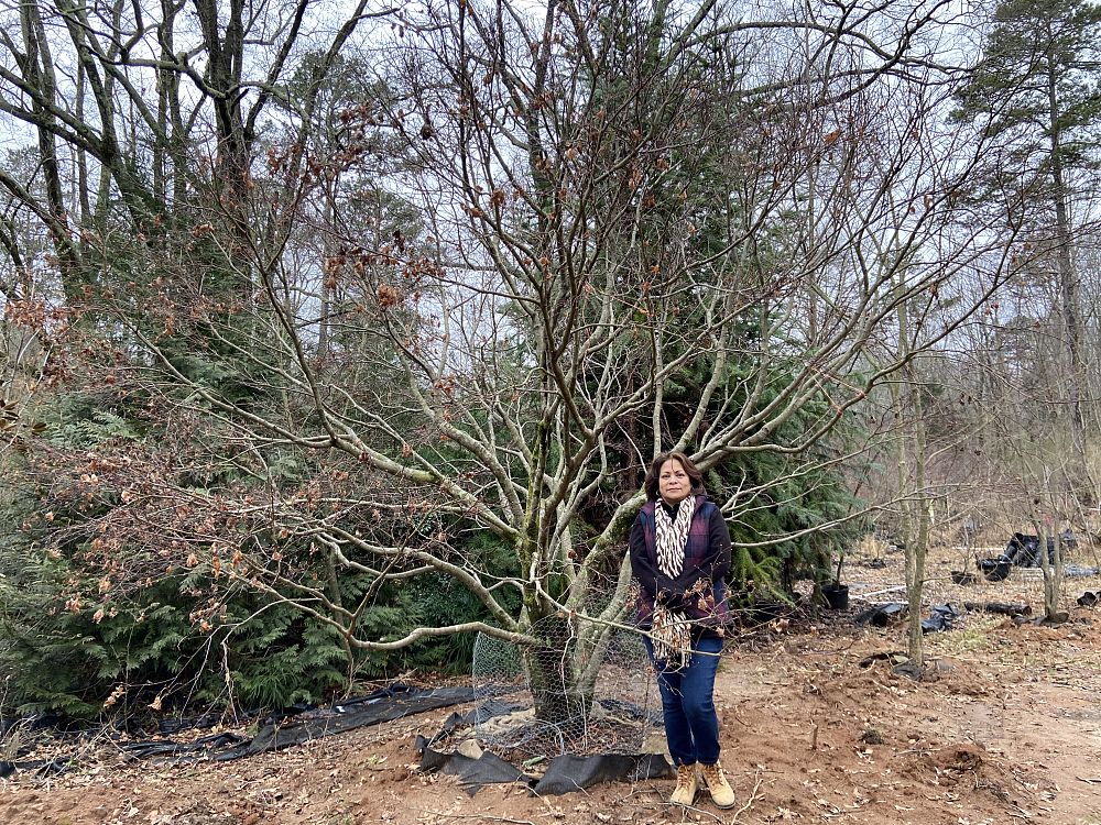 acer-palmatum-japanese-maple