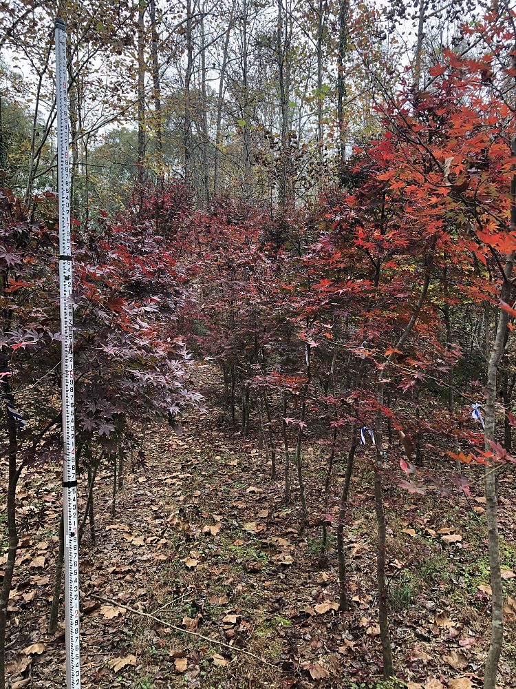 acer-palmatum-japanese-maple