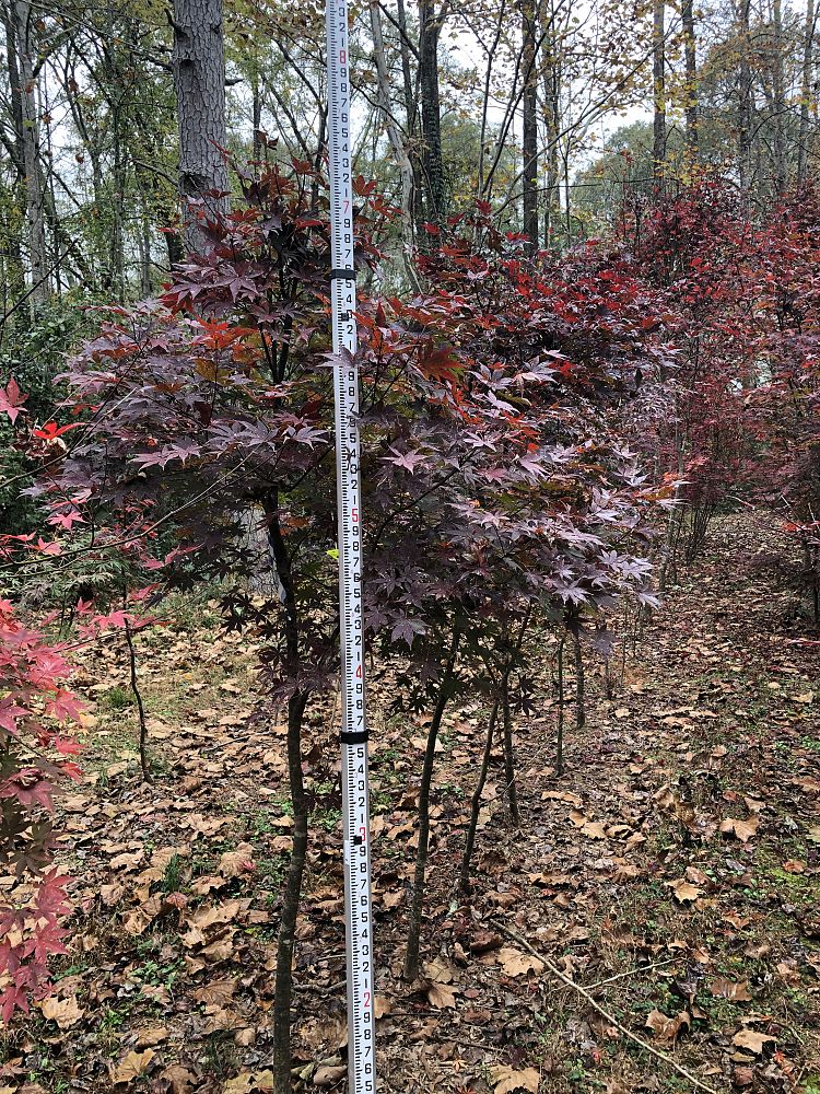 acer-palmatum-japanese-maple