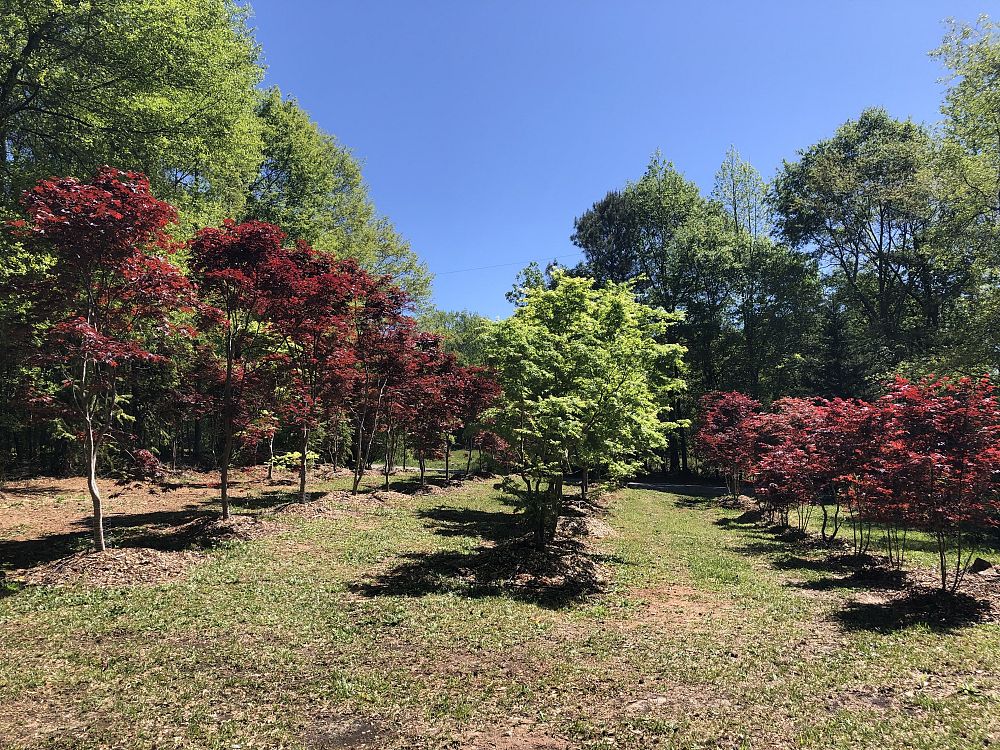 acer-palmatum-japanese-maple