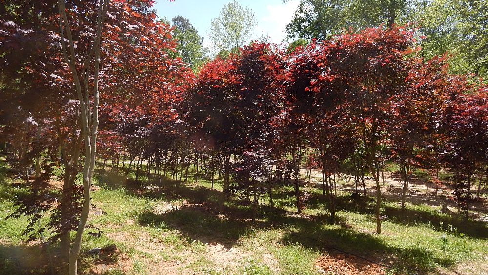 acer-palmatum-japanese-maple
