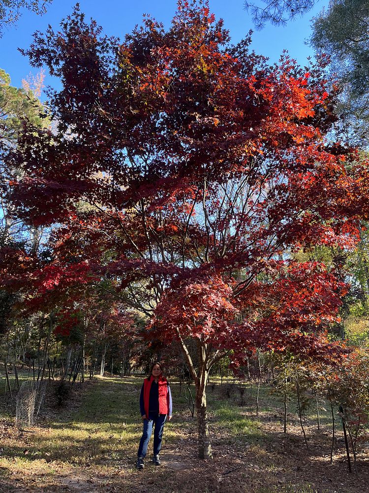 acer-palmatum-japanese-maple