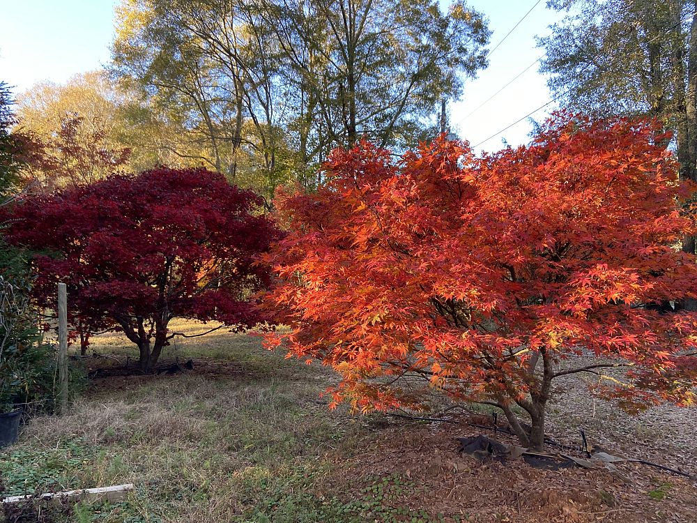 acer-palmatum-japanese-maple