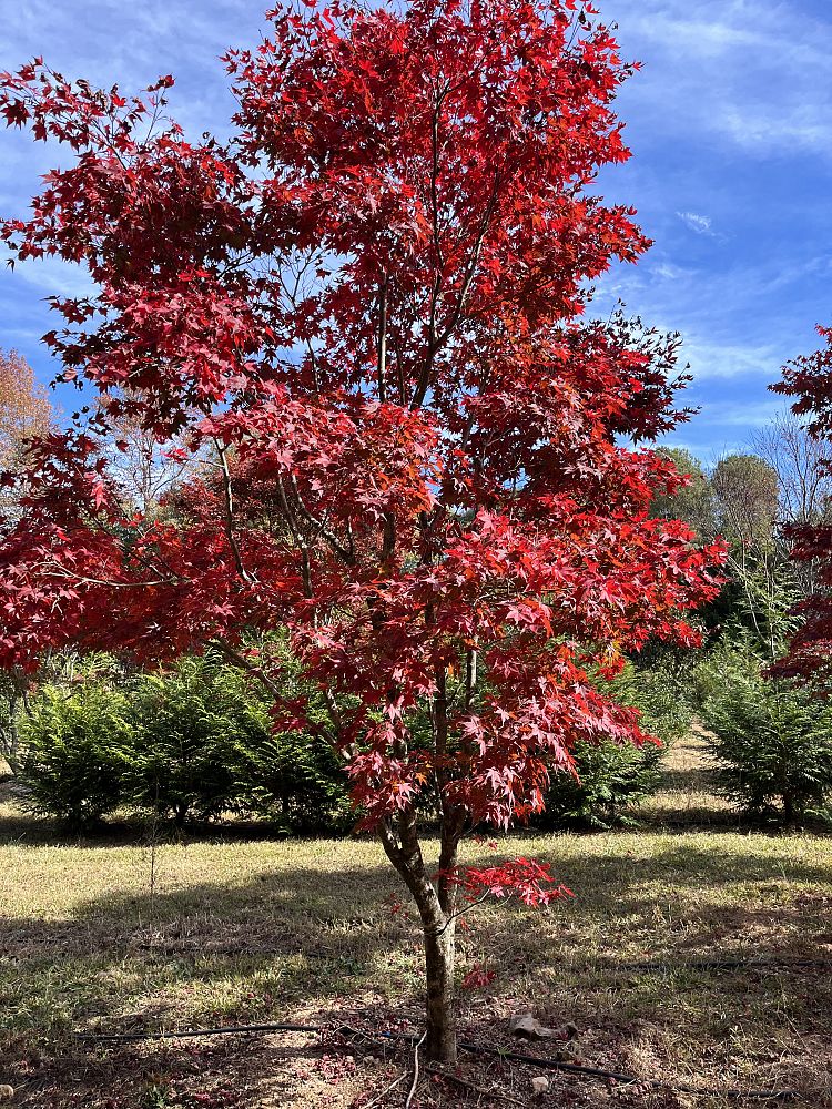 acer-palmatum-japanese-maple
