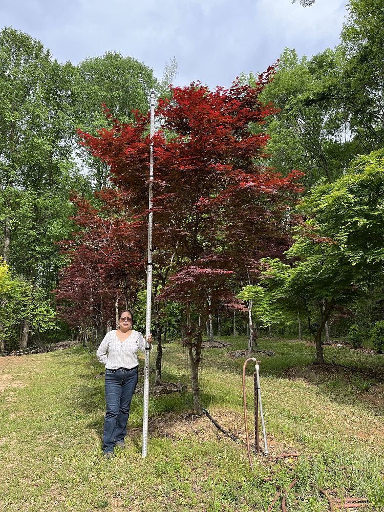 acer-palmatum-japanese-maple