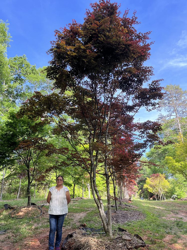 acer-palmatum-japanese-maple