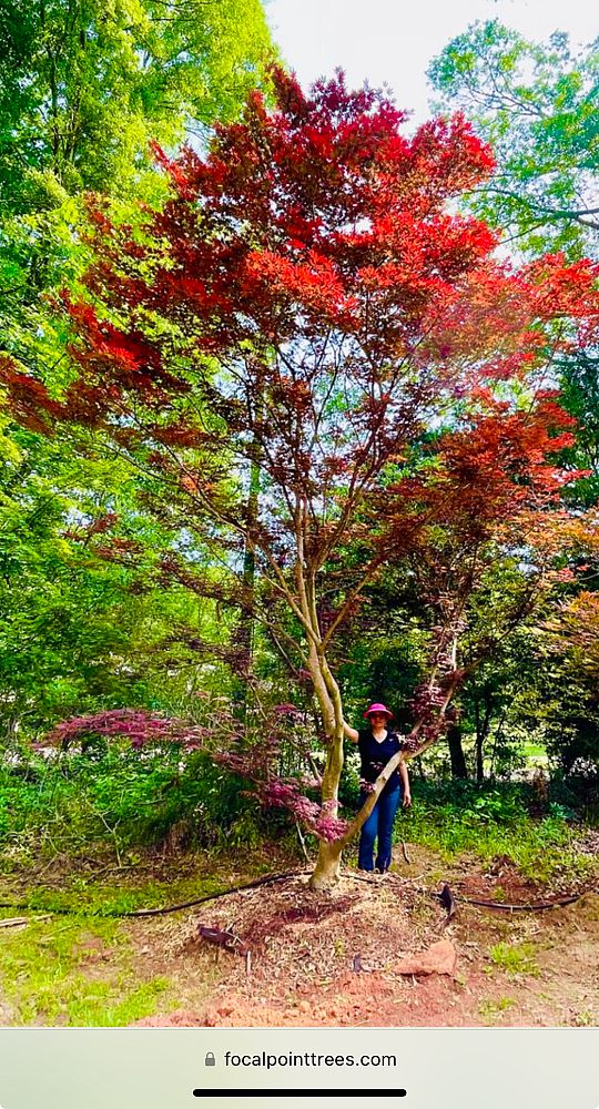 acer-palmatum-japanese-maple