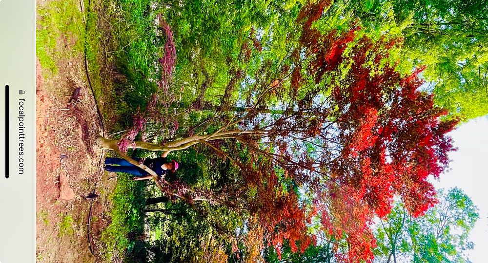 acer-palmatum-japanese-maple