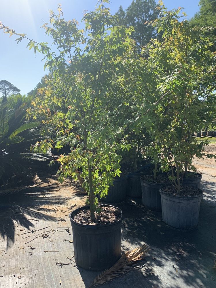 acer-palmatum-japanese-maple