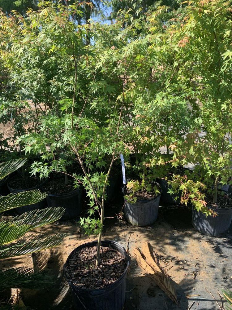 acer-palmatum-japanese-maple