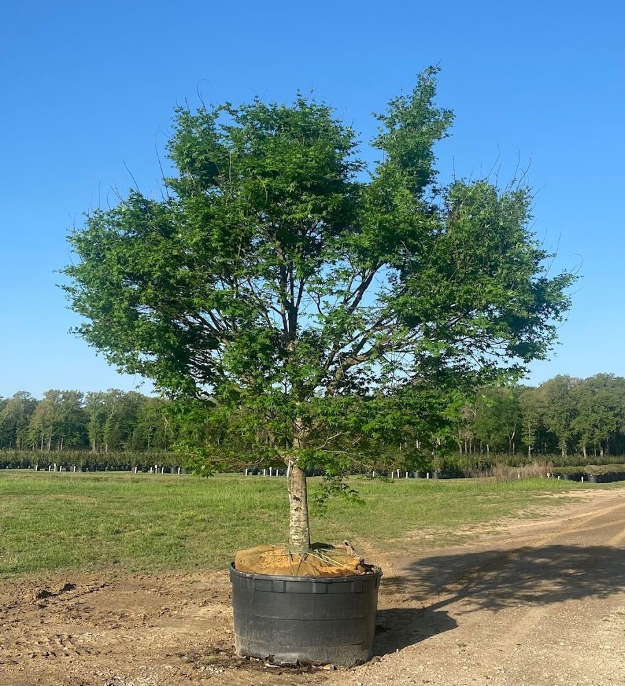 acer-palmatum-japanese-maple