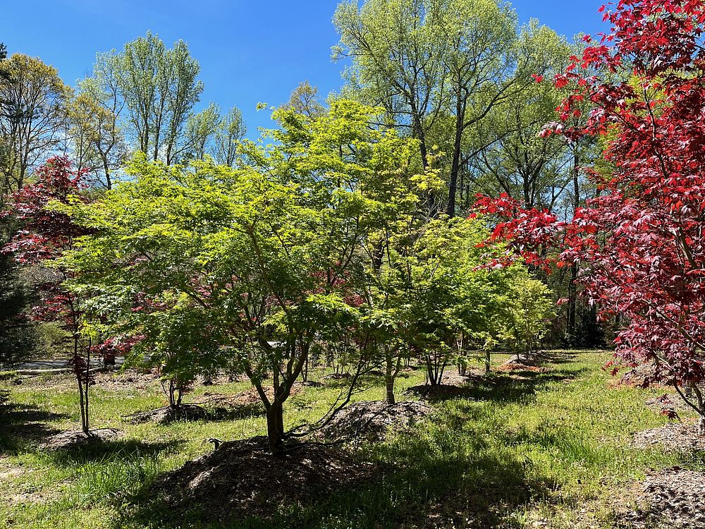 acer-palmatum-japanese-maple