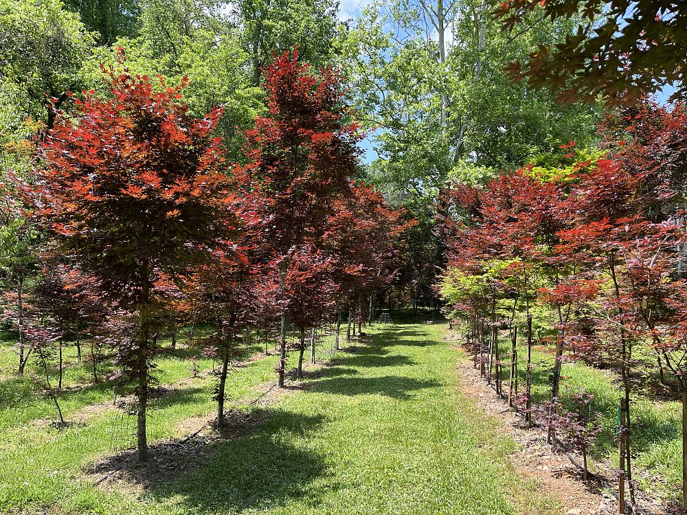 acer-palmatum-japanese-maple