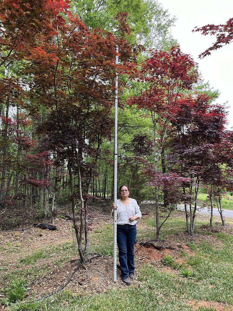 acer-palmatum-japanese-maple