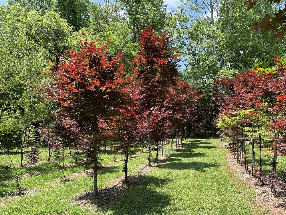 acer-palmatum-japanese-maple