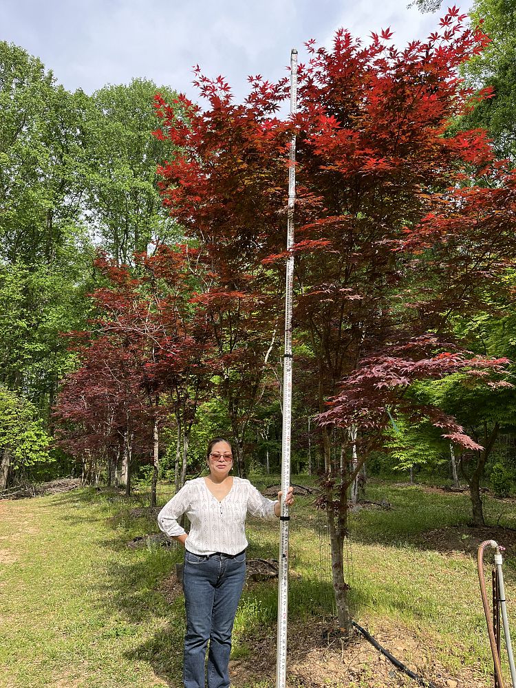 acer-palmatum-japanese-maple