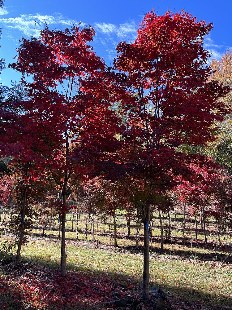 acer-palmatum-japanese-maple