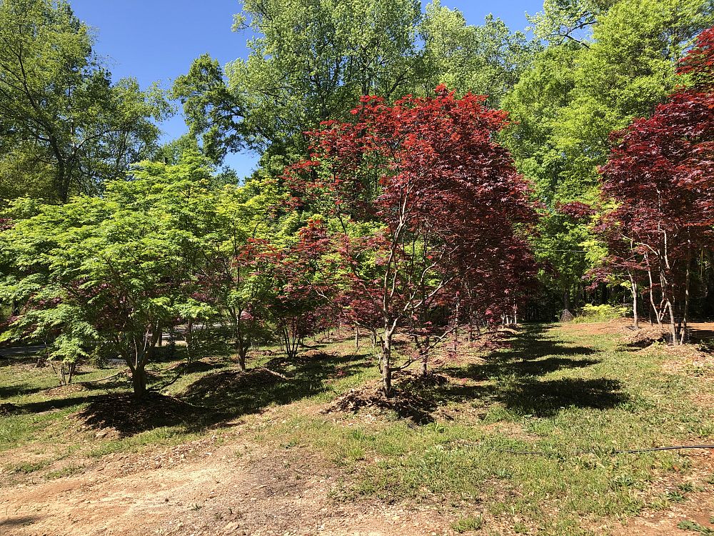 acer-palmatum-japanese-maple