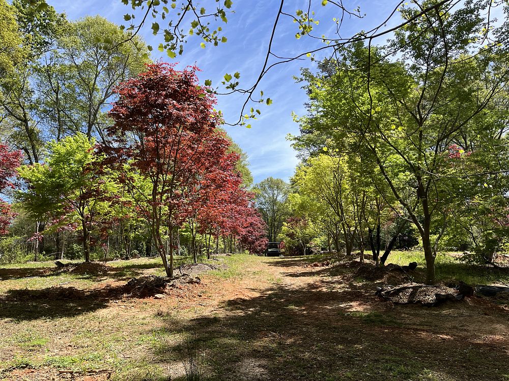 acer-palmatum-japanese-maple