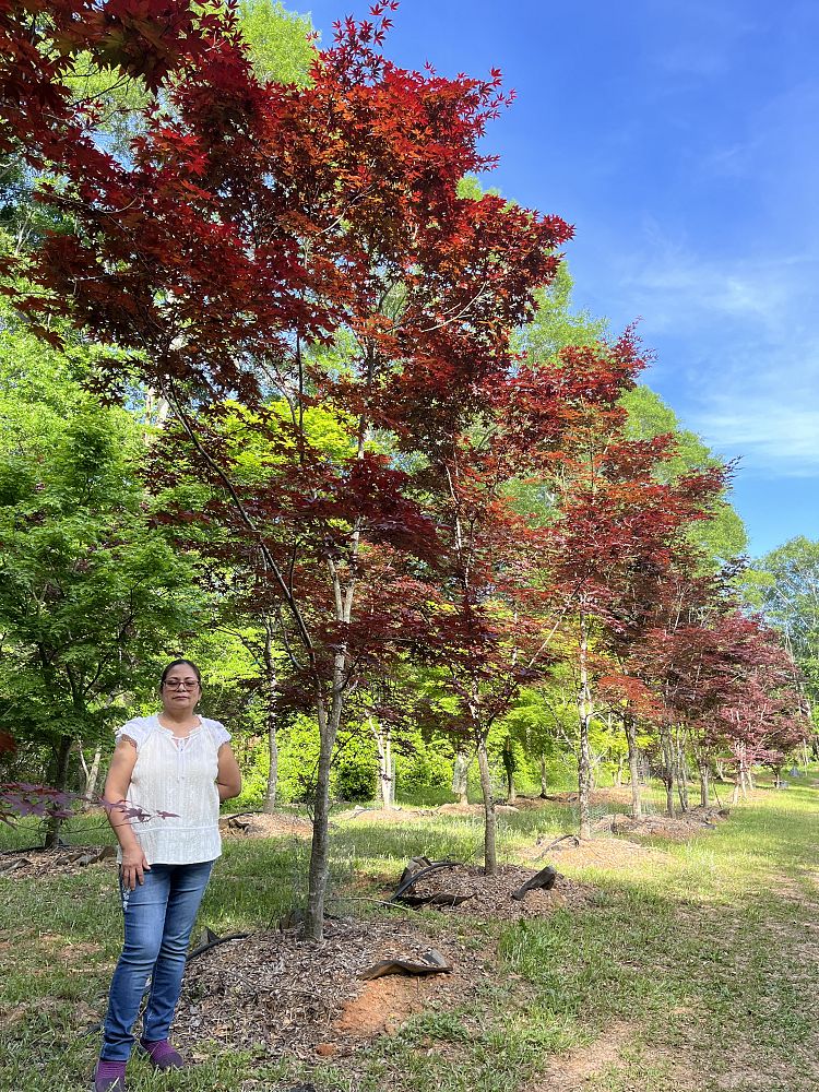 acer-palmatum-japanese-maple